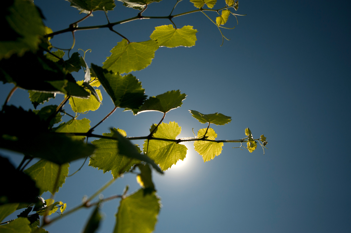 A photo of grapevines with the sun peeking out behind them