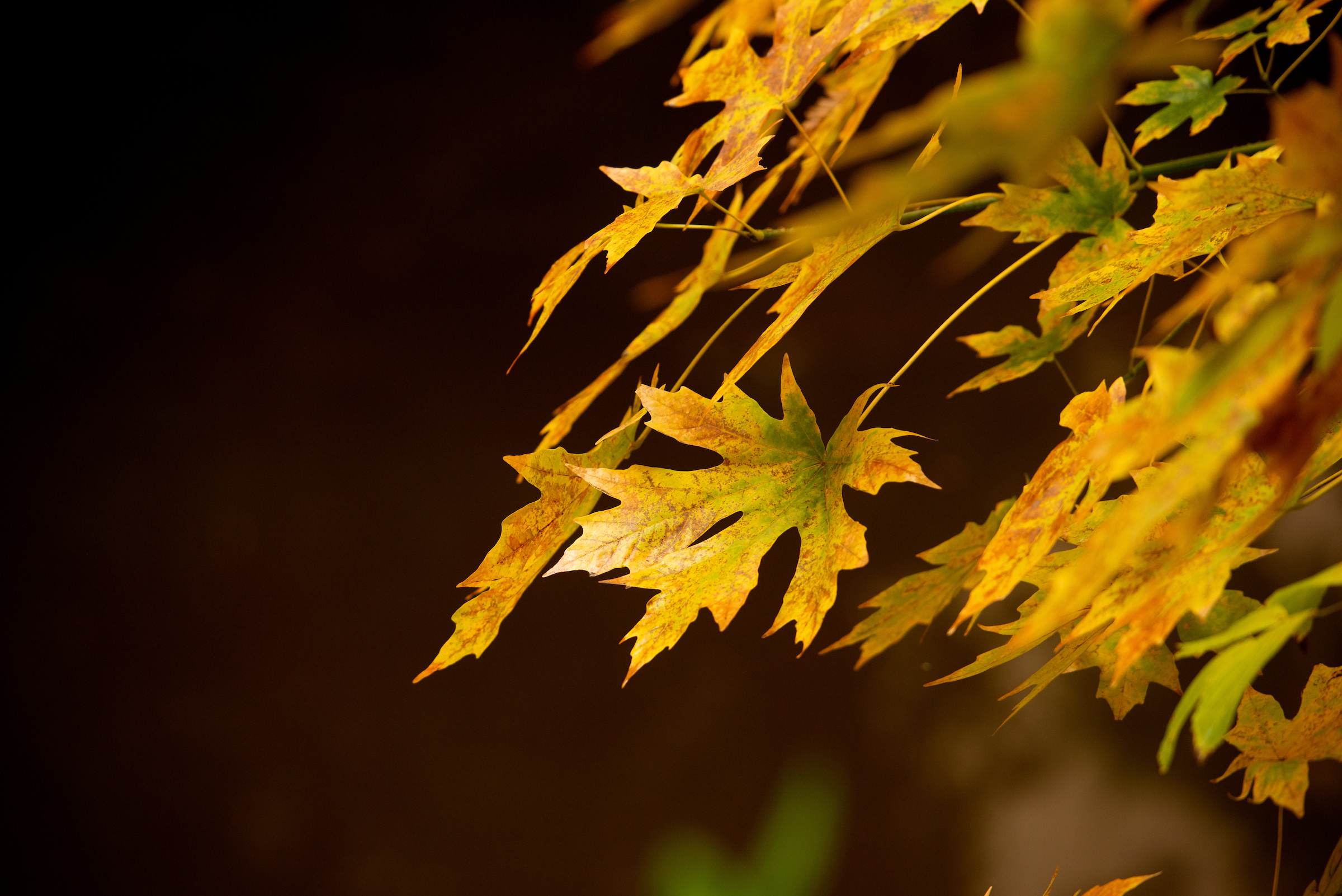 Yellow fall leaves on a dark background