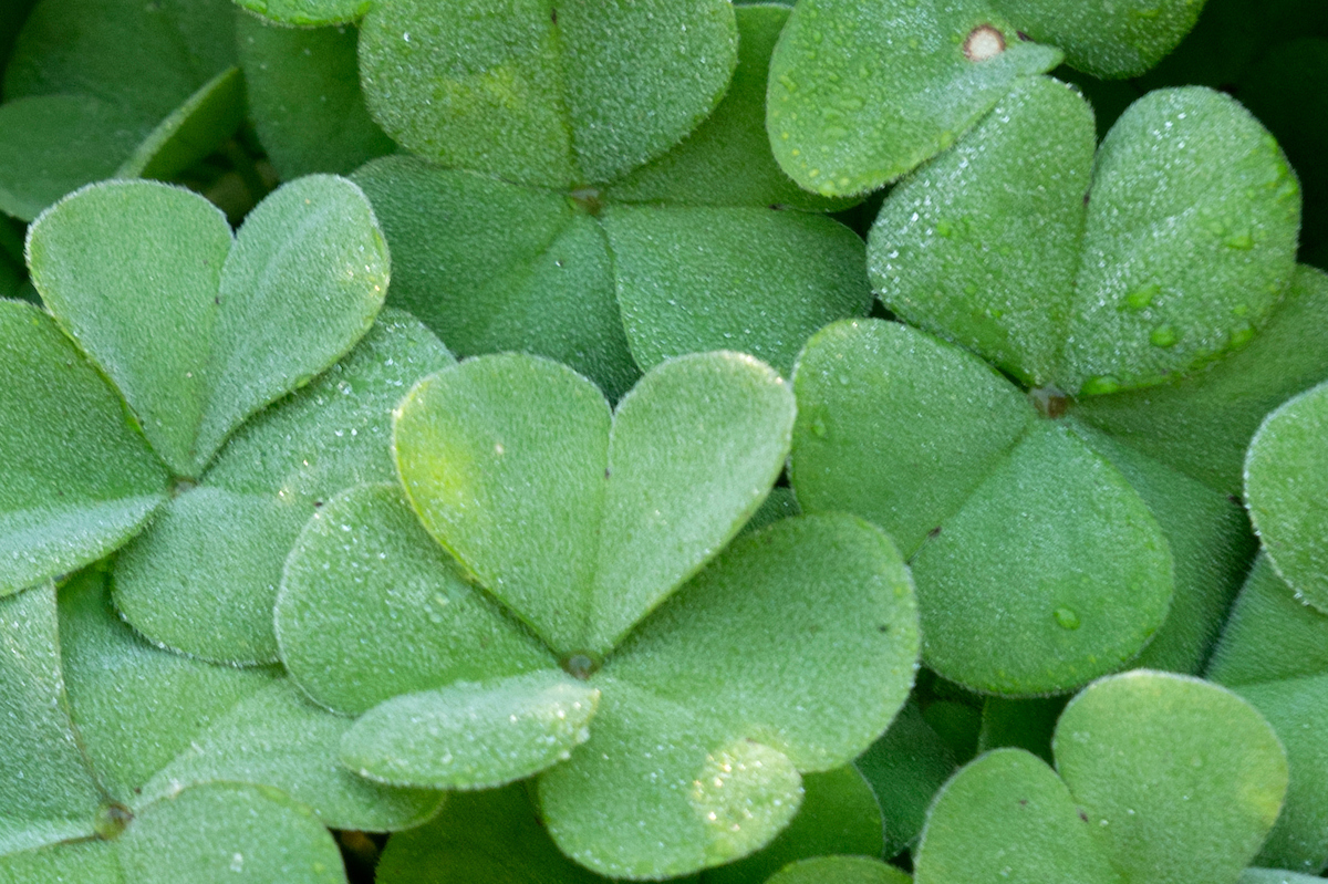 Close-up photo of leaves in a heart shape
