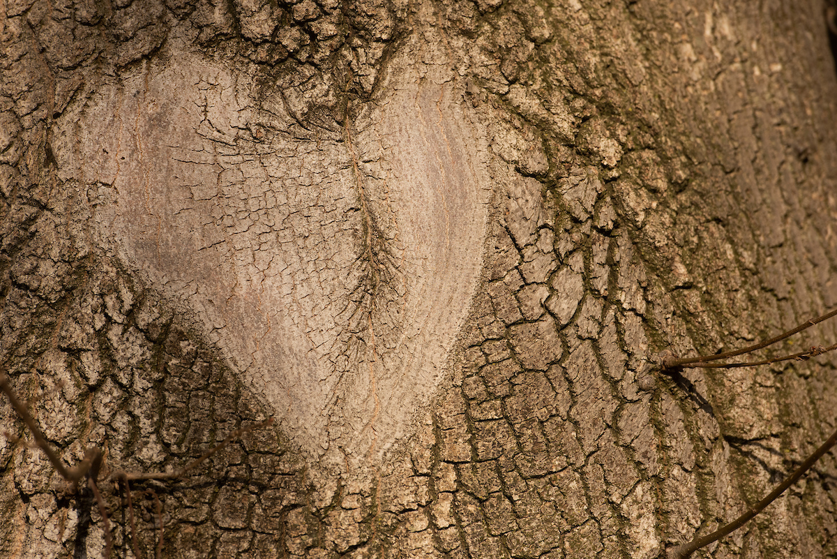 A heart shape in a tree trunk