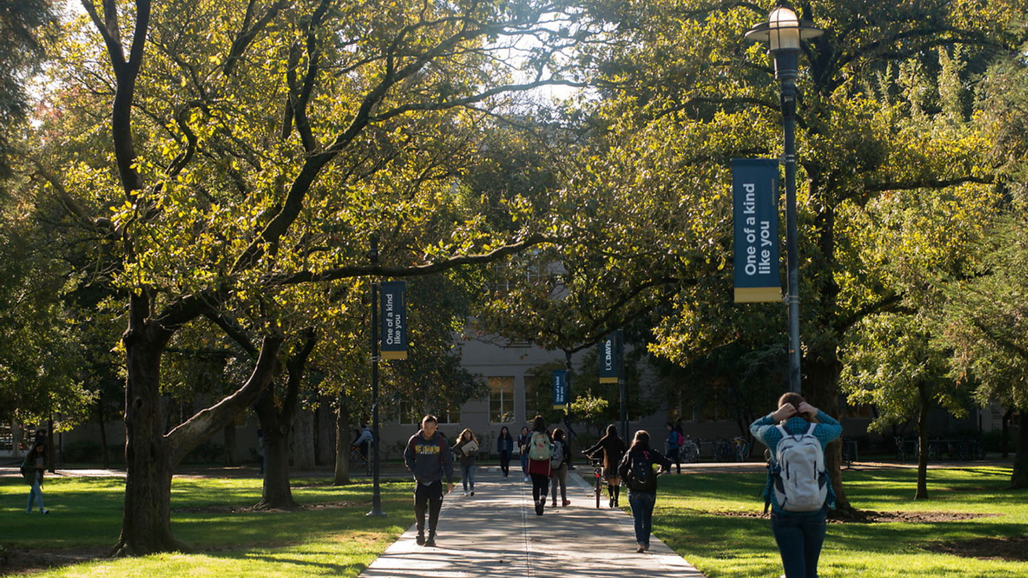 Students walking in the center of a primary UC Davis quad area.