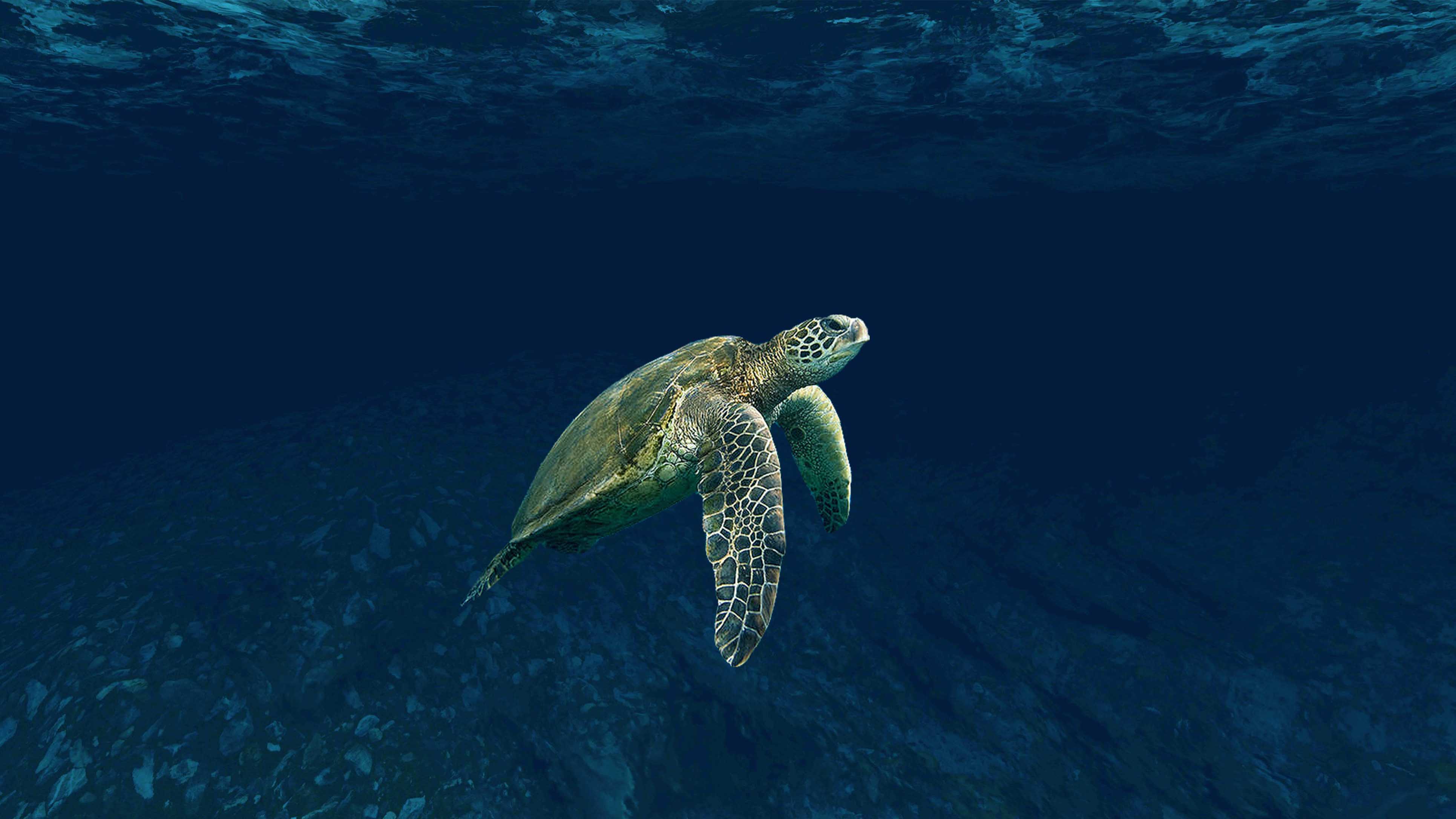 Image of a green turtle swimming in the sea