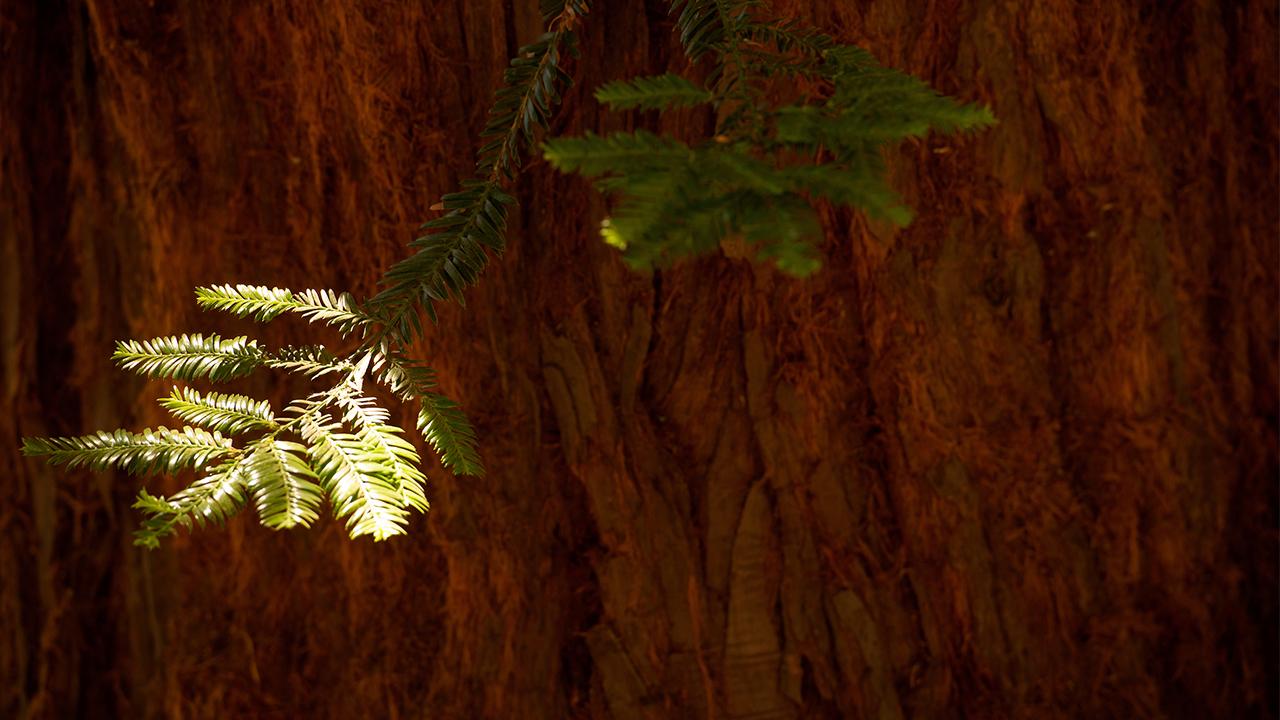 Closeup of a redwood tree trunk with two small branches hanging down from the top, one is in the shade and the other catches light filtering in through the trees in the area.