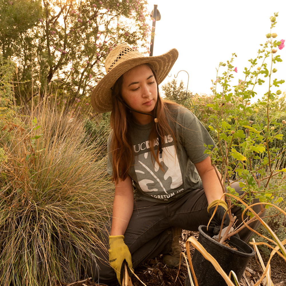 A student worker wears a straw hat and Arboretum as she tends to new plantings in a garden at the Arboretum and Public Gardens.