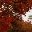 UC Davis water tower surrounded by leaves in the autumn