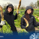 Two students wearing jackets with the hoods up smile as they hold up root vegetables they are harvesting on the green farm land around them. A blue overlay with the Global Affairs logo in the left corner and Global Aggies in the right sits along the bottom of the image.